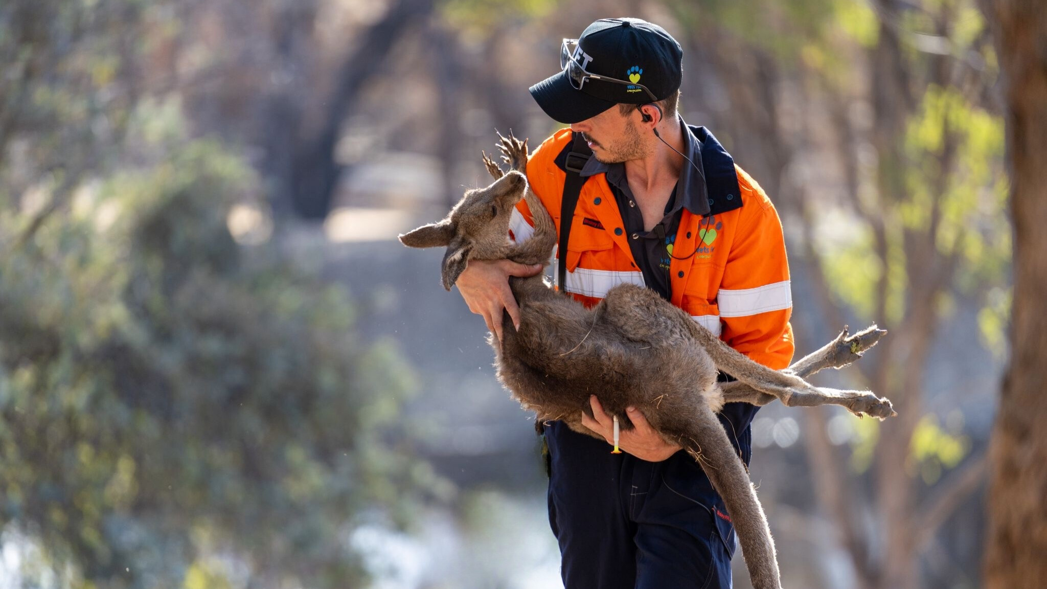 A wildlife rescuer in an orange safety vest carries an injured kangaroo in a natural setting, highlighting the importance of animal rescue efforts.