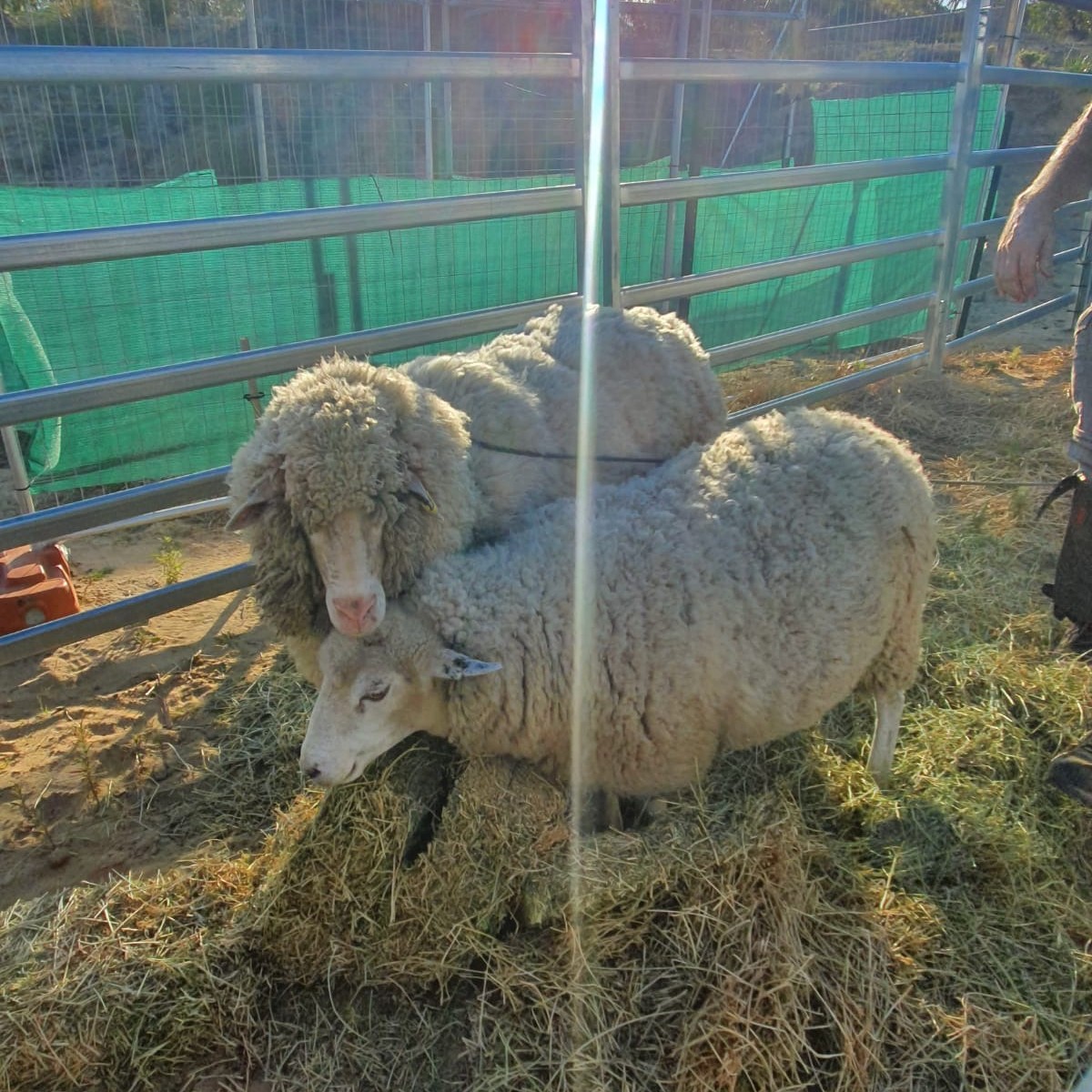 Abandoned sheep in danger