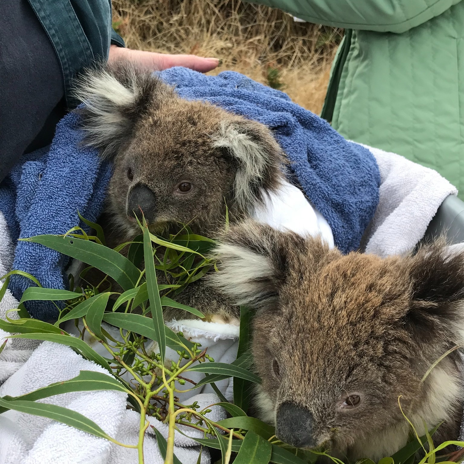 Cape Bridge Koala Massacre outcome