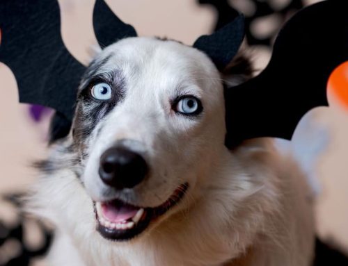 Tips to keep your pets safe this Halloween