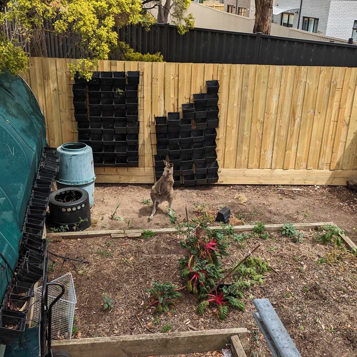 Kangaroo trapped in greenhouse
