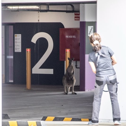 Kangaroo at Mooroolbark Train Station