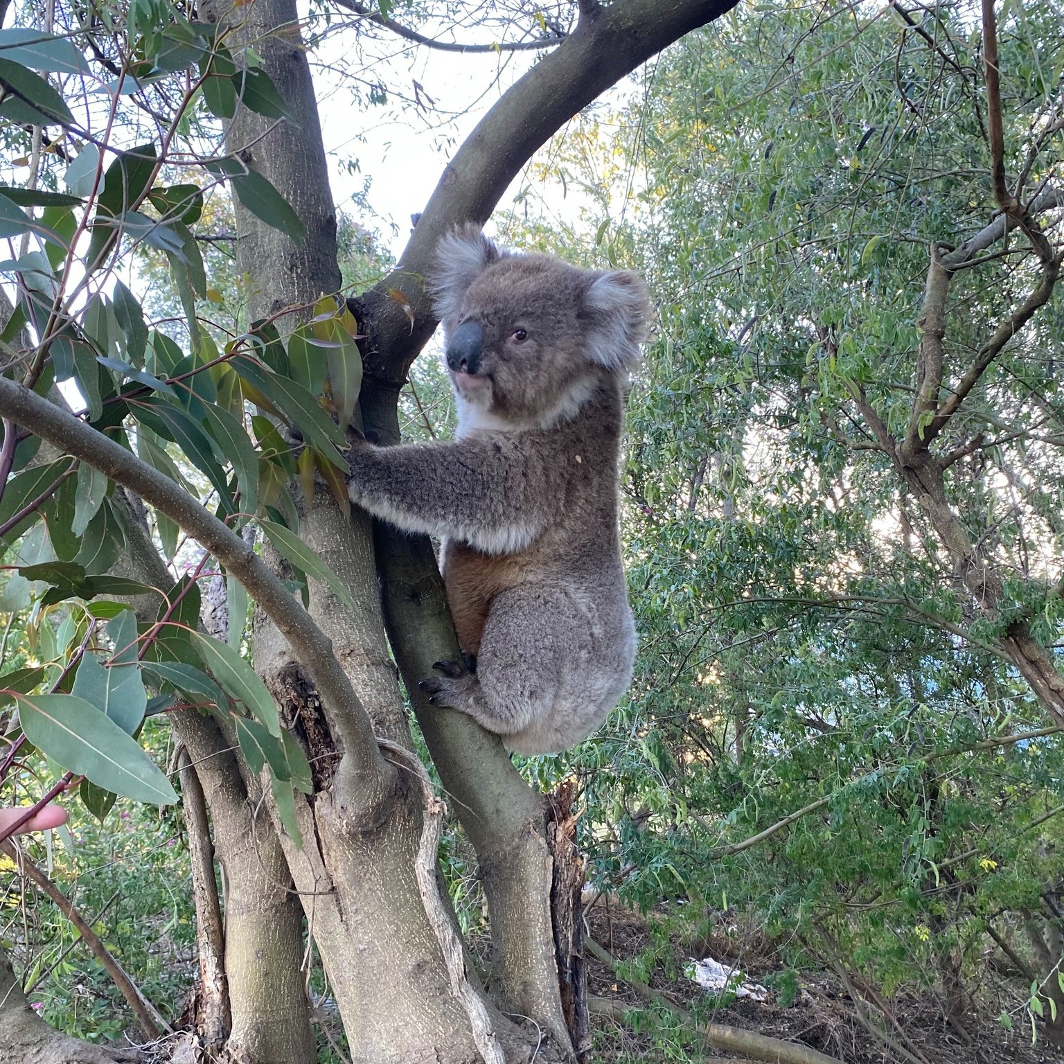 New home for Koala stuck near busy road