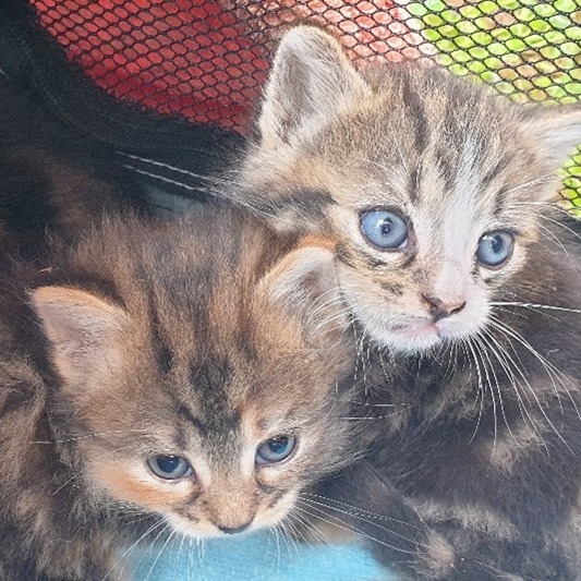 Saving desperate cat and kittens – Frankston North