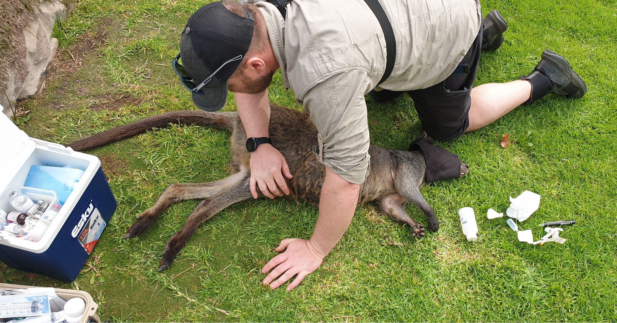Wallaby dangerously near busy roads and trapped in fenced garden