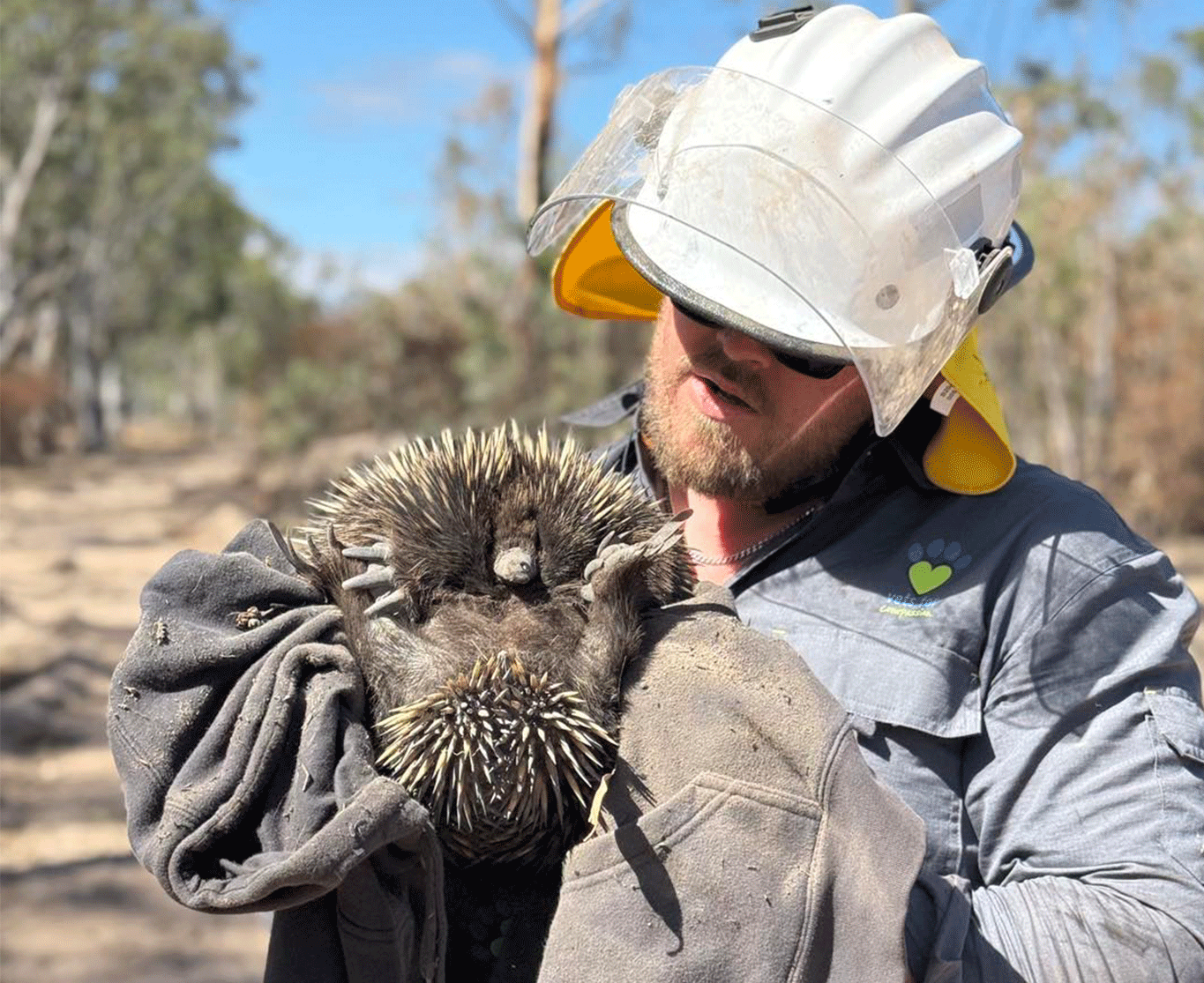 Grampian fires – Echidna survivor