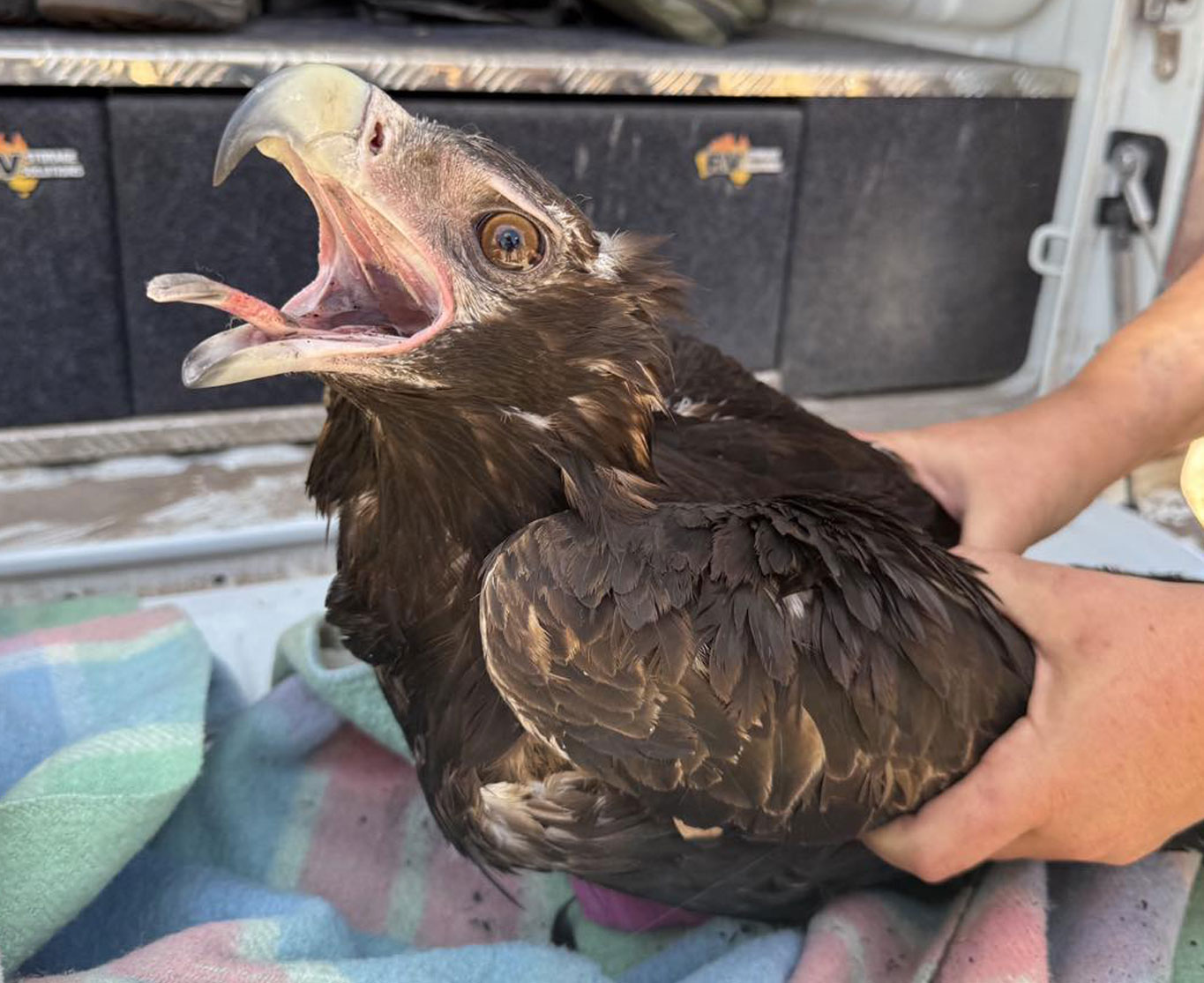 Grampians fire – Wedge-tailed eagle rescue