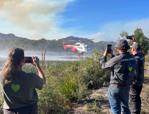 Wildlife Evacuation Grampians