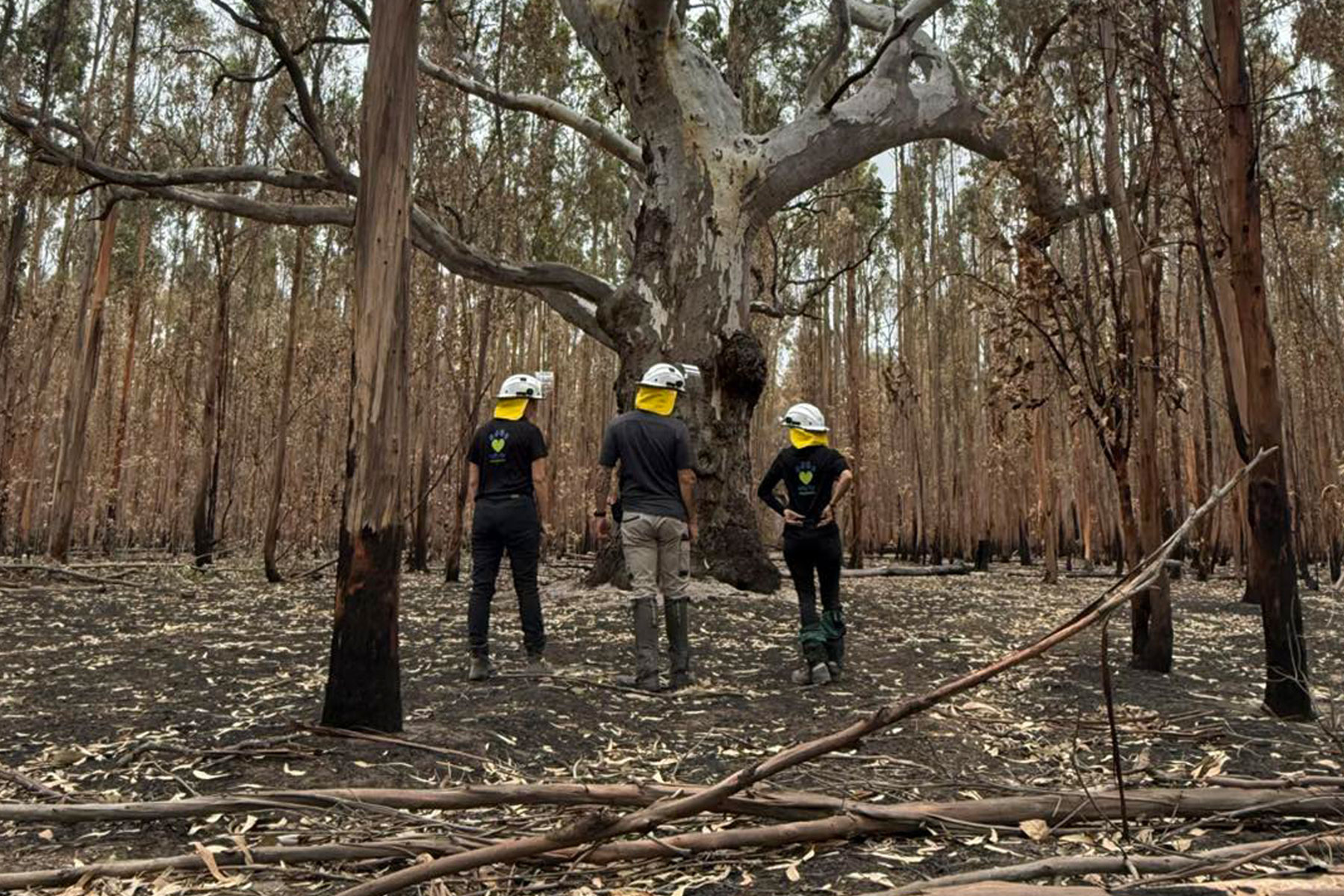 Bushfire Response: Grampions