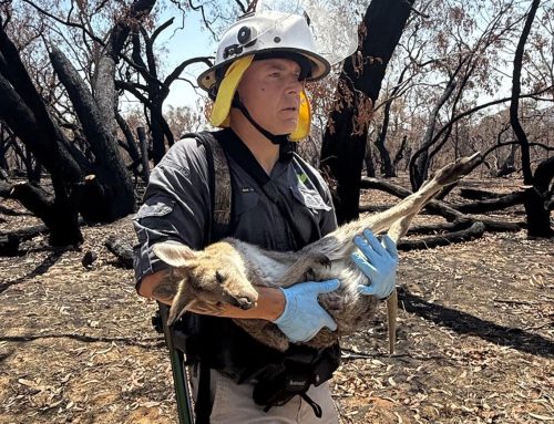 Double burnt property, wildlife rescue