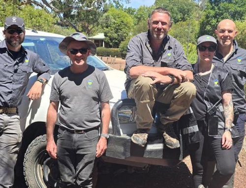 Grampian Bushfire Wildlife Rescues