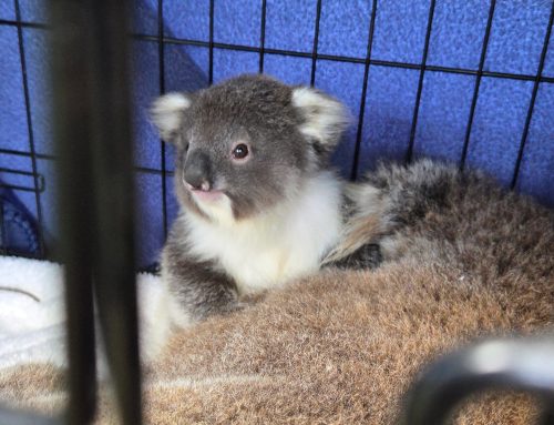 Mum and Baby Koala Rescue