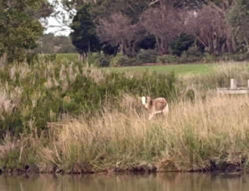 Stranded goat rescued off tiny island