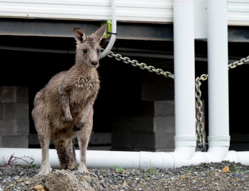 Vets for Compassion Granted Eastern Grey Kangaroo Relocation Permit