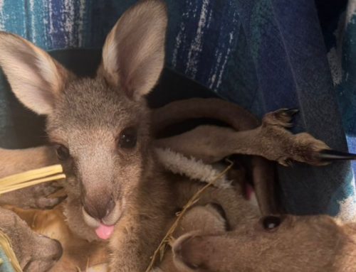Kangaroo joey rescued on busy road