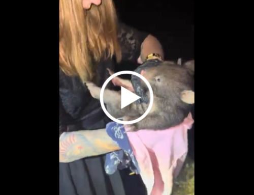 Baby wombat rescued from mother’s pouch