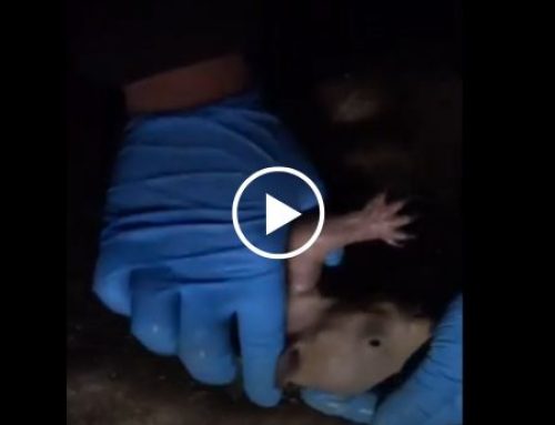 Baby Wombat Waves Rescuers Down for Help