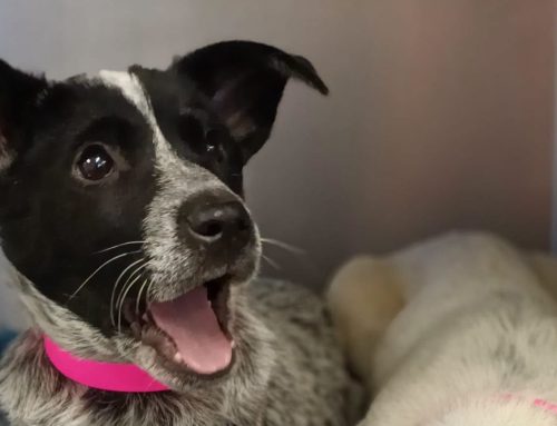 Vets for Compassion helps companion animals waiting for their forever home