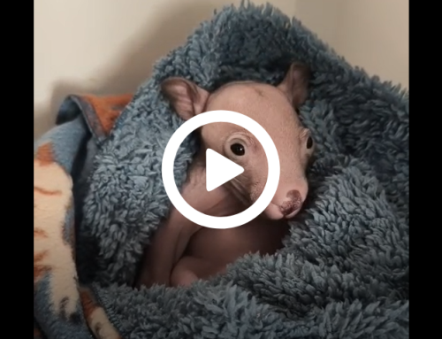 Baby Wombat Moonpie is growing fast!